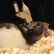 Image for article titled This thimble-sized microscope could revolutionize neuroscience research